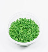ADA Mini Dwarf Pearl Hemianthus callitrichoides 'Cuba' IC008